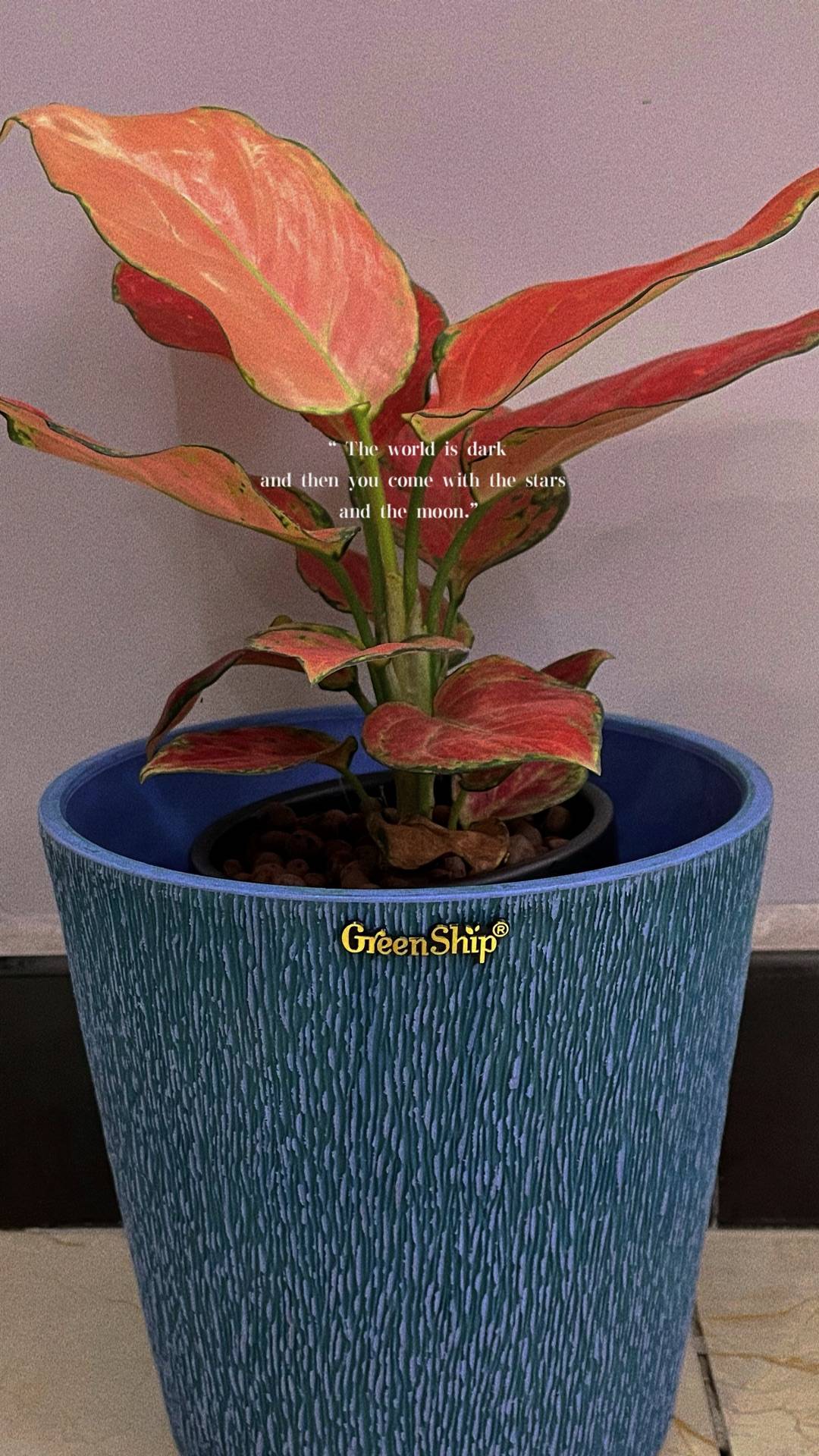 自古 红颜 多薄命 绚烂的彩叶万年青应该配什么样的花盆 叶片