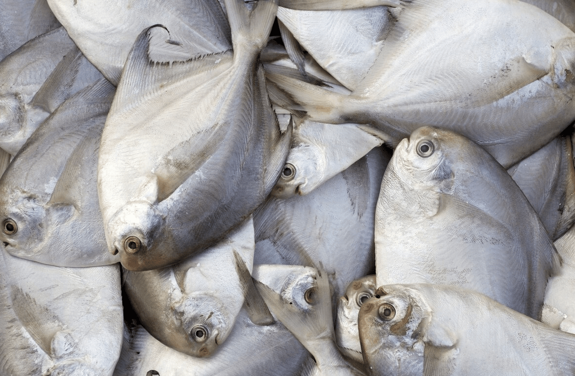 秋天吃魚，專挑這5種海魚，鮮嫩營養無小刺，魚販子都誇你是行家 熱愛美食 第4张
