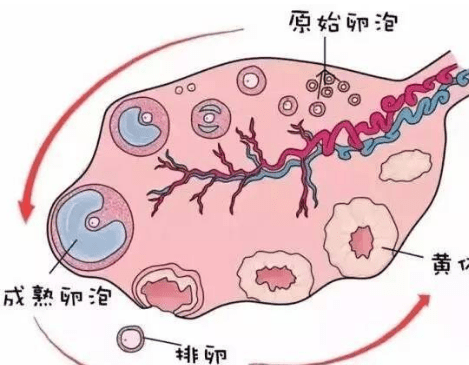 卵巢|生二胎必备的五大条件，二胎需要注意什么？