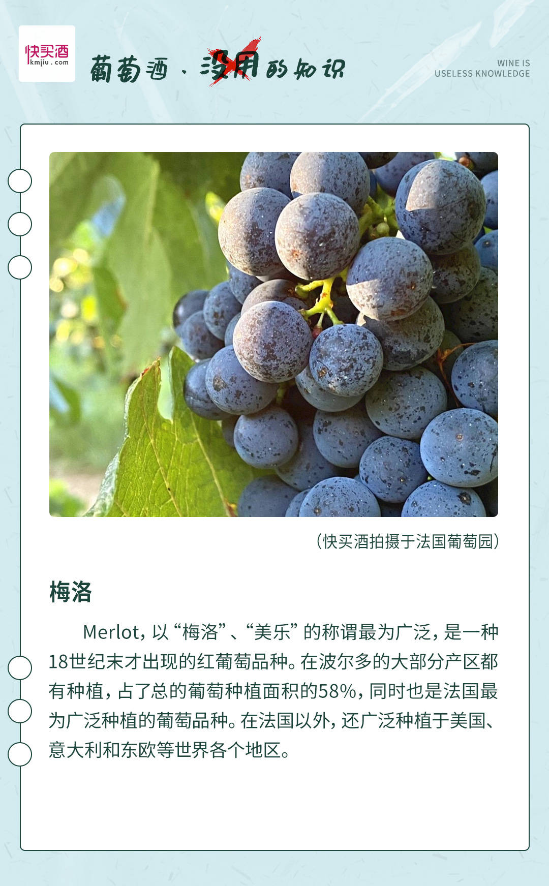 葡萄酒|葡萄酒里的大众情人是谁？
