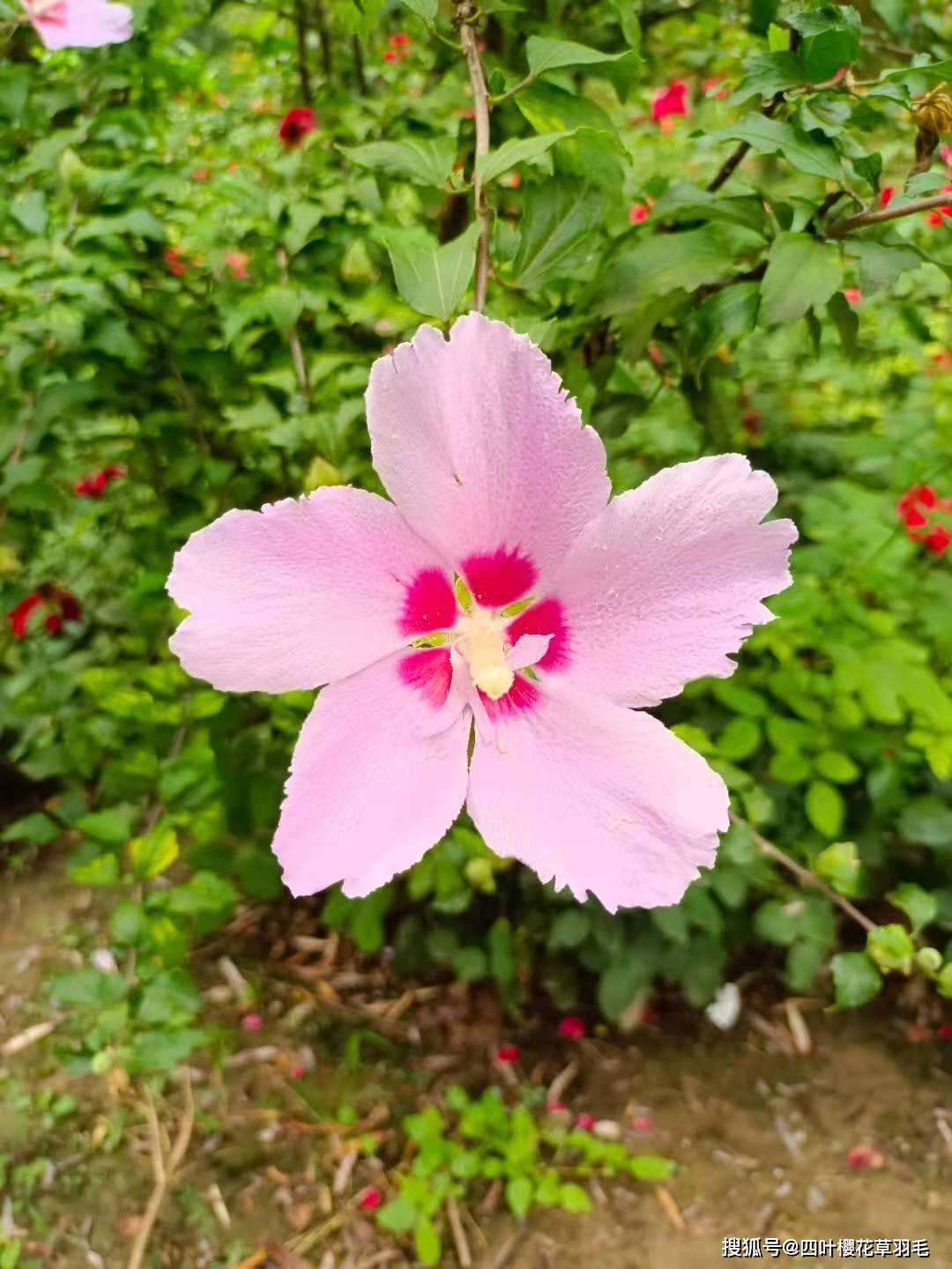 這確實是我腦ct片 中國熱點