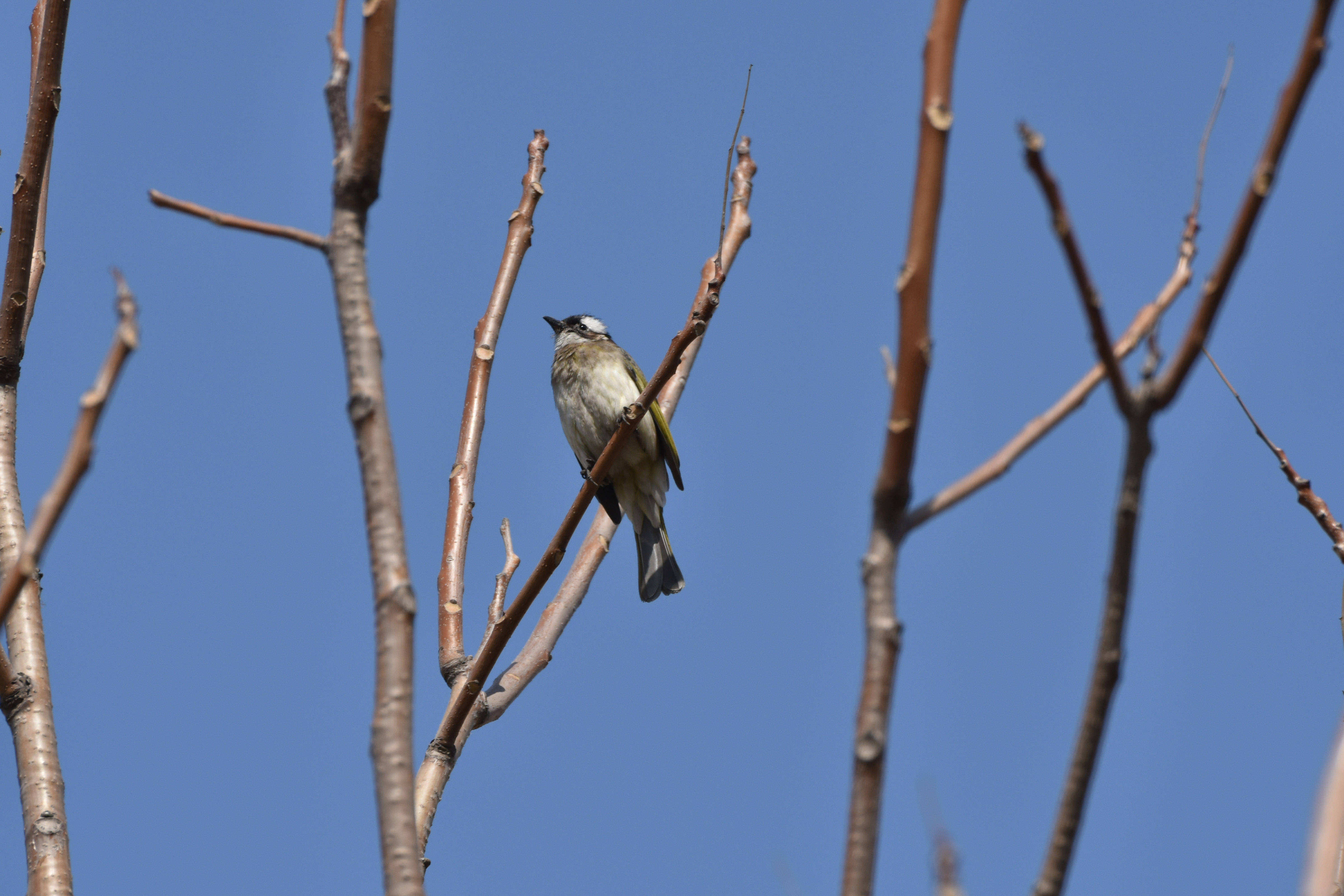 羽毛|鸟哭灵--一组有故事的摄影图片