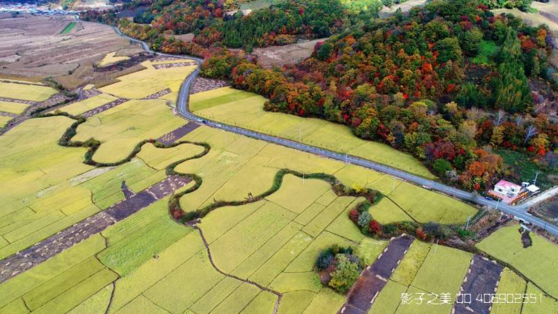 嫣红|红海滩稻田画 一幅秀美农田画卷