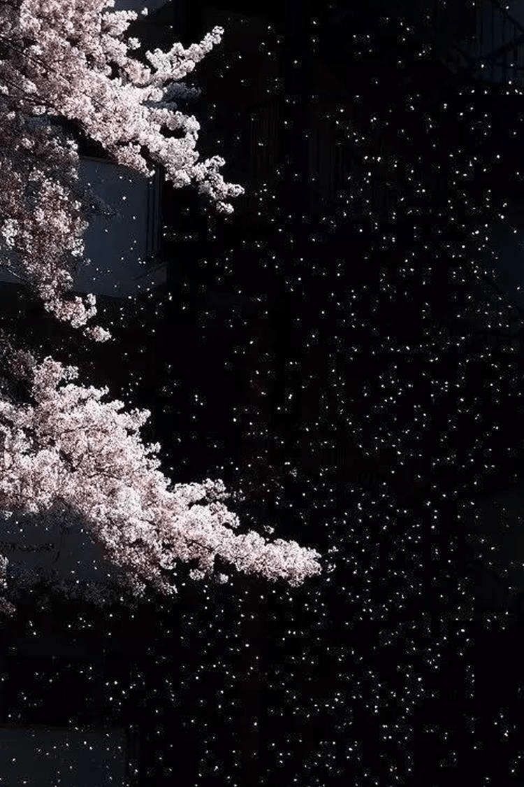 在光线对比较强的时候,使用这一技巧容易拍出黑色背景的效果,这跟拍摄