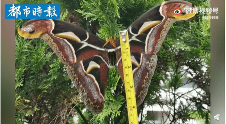 云南保山惊现蛇纹巨型飞蛾,展翅25厘米,两翼犹如两条大蛇