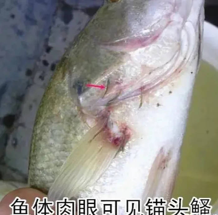 害怕锚头鳋影响加州鲈的价格,这样做就不用怕了_寄生虫