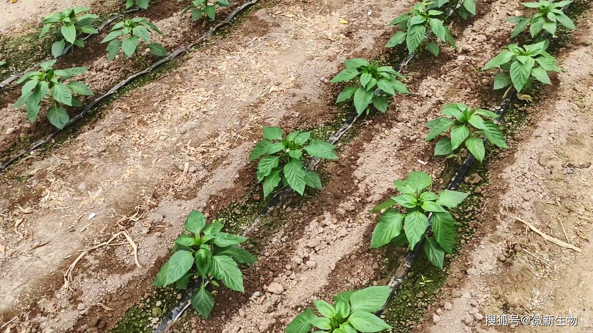 五彩椒苗期用好这几种肥轻松提高座果率和花芽分化附微新生物营养方案