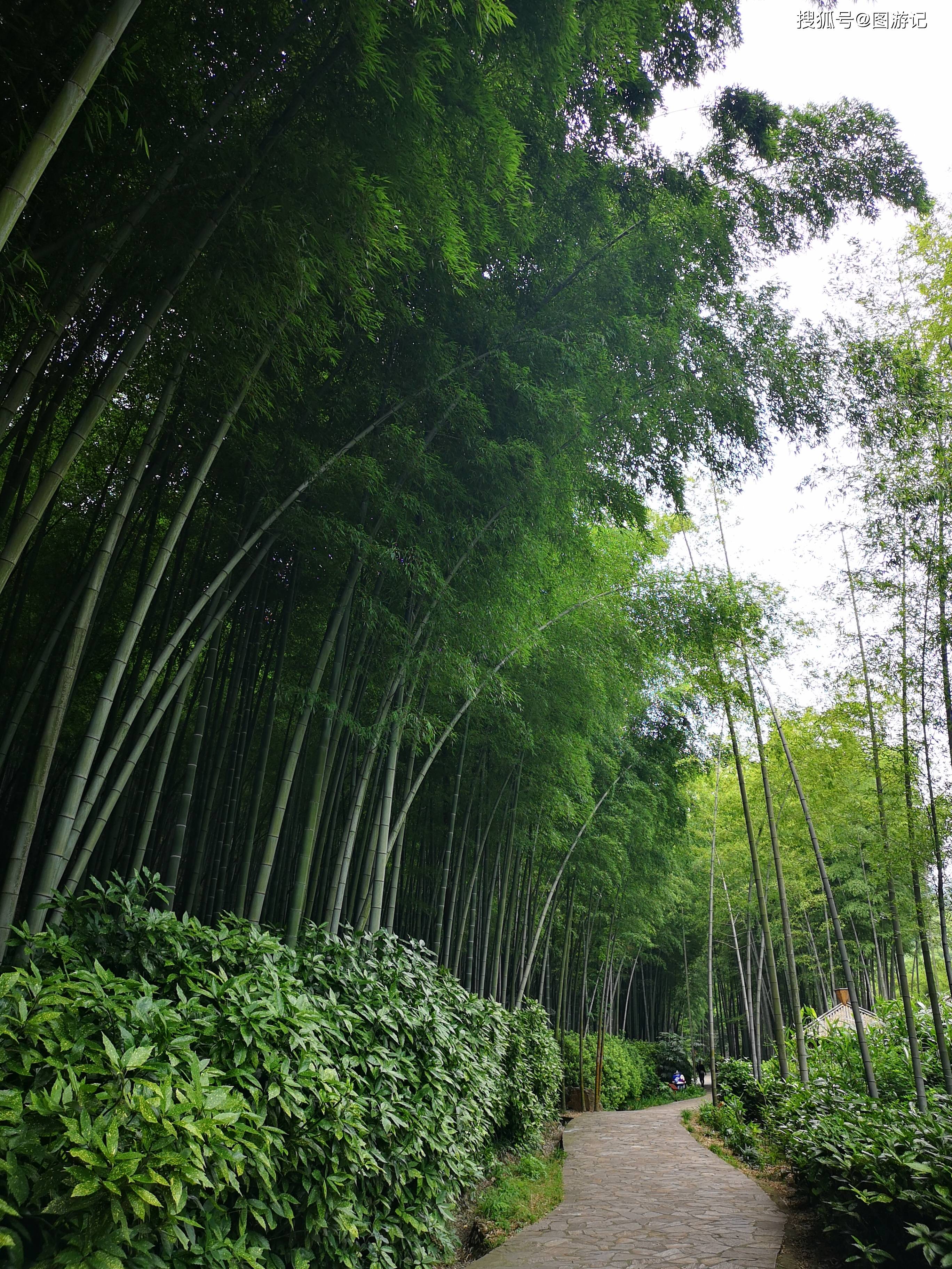 消息资讯|夏日旅游，行走竹海，一个清凉的世界