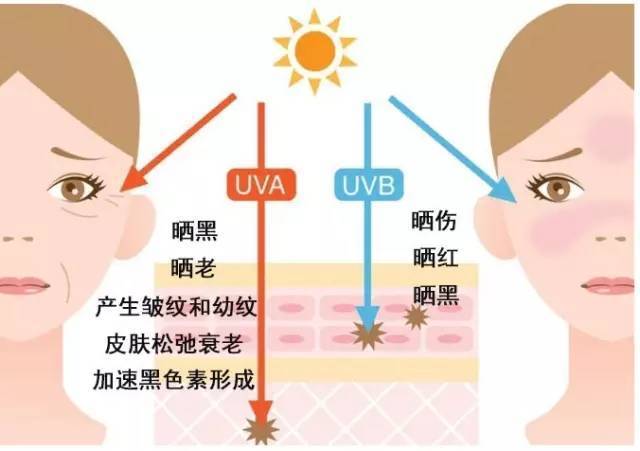 光老化对皮肤的影响图片