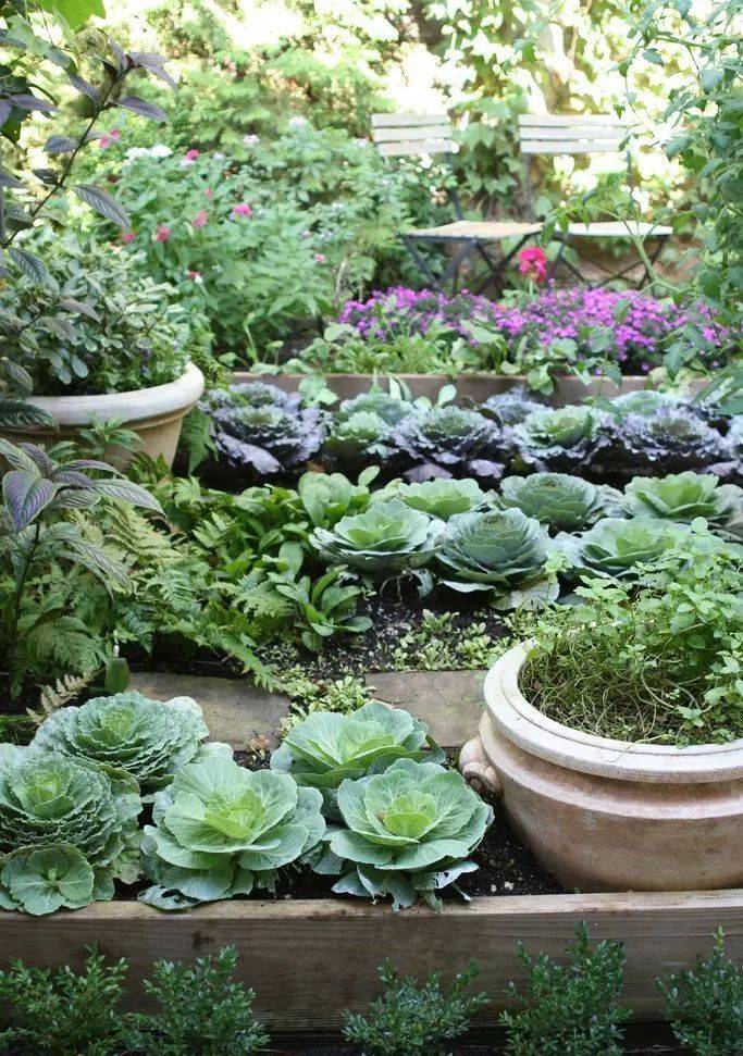 『景观示范区里网红树的应用』无树不成景_蔬菜