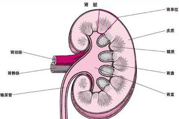 肾间质示意图图片