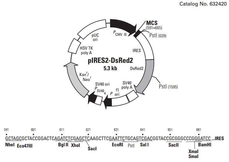 pires2-dsred2载体质粒图谱,序列,说明书,价格