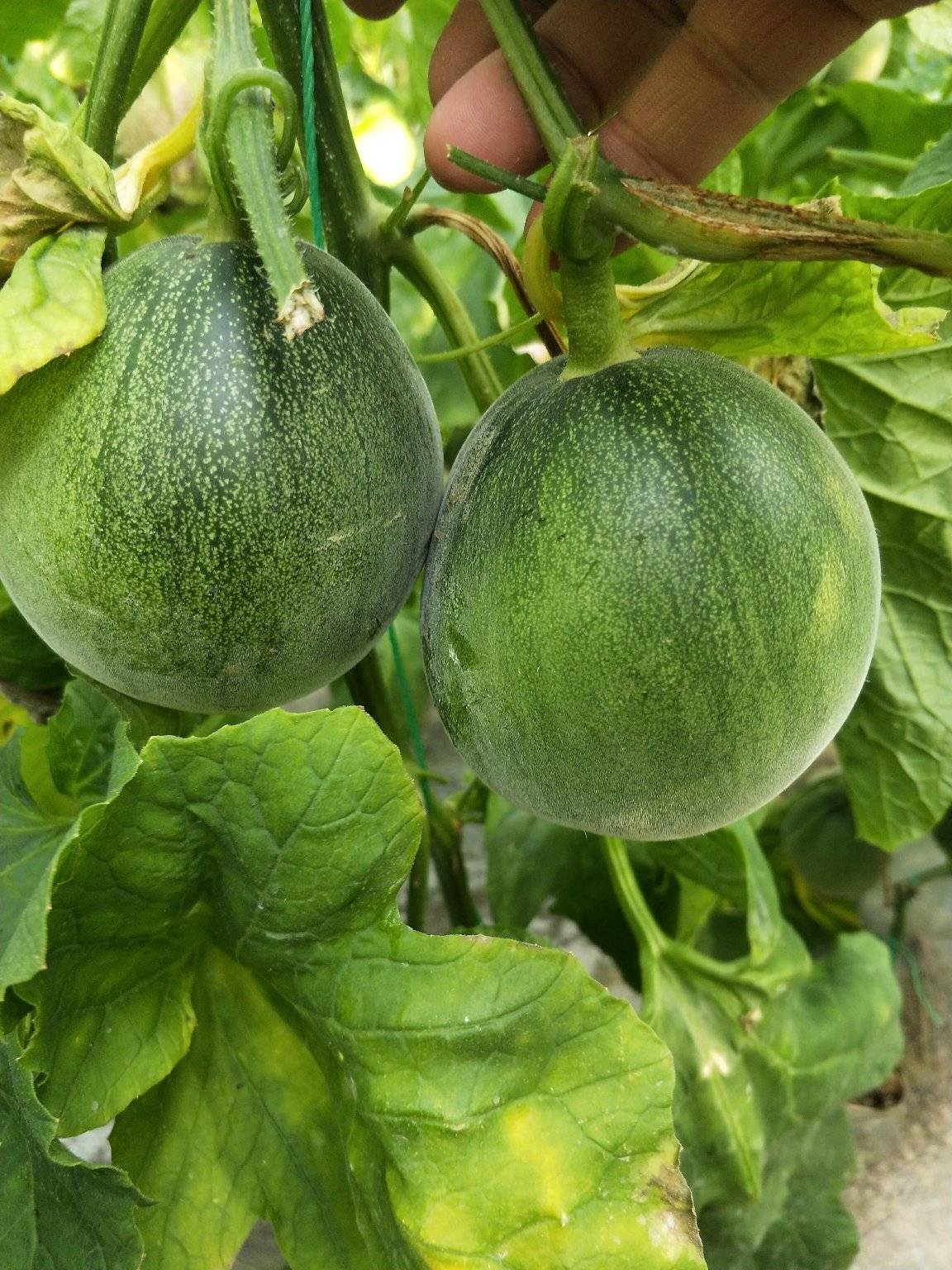 香瓜种子怎么种植方法
