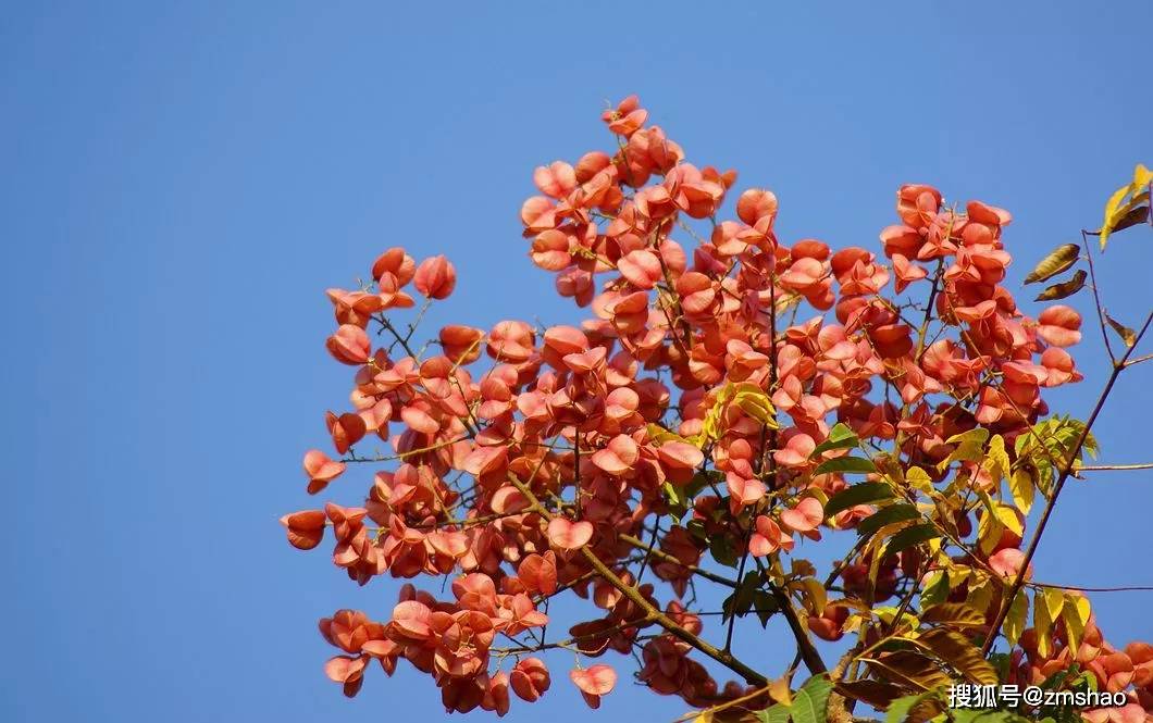 行道树新品种栾树