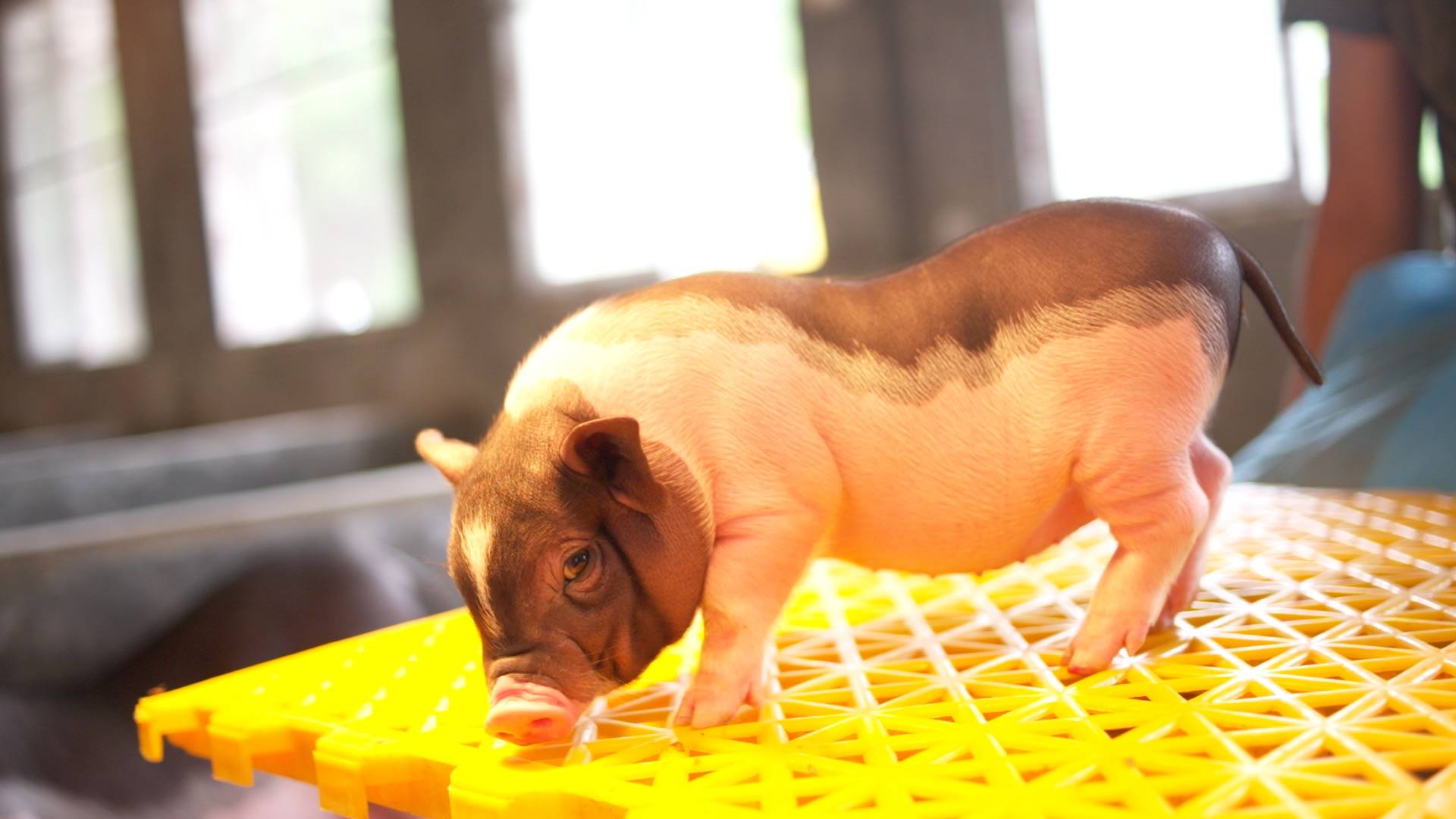 香哉!国之美味,陆川猪