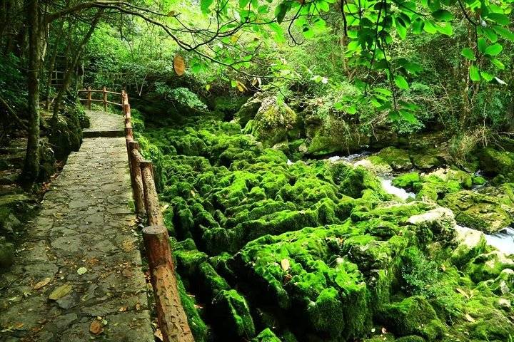 荔波茂兰喀斯特森林美景