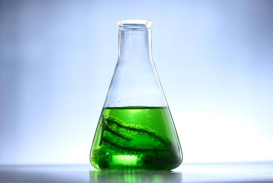 捕食温室气体微藻变碳为宝