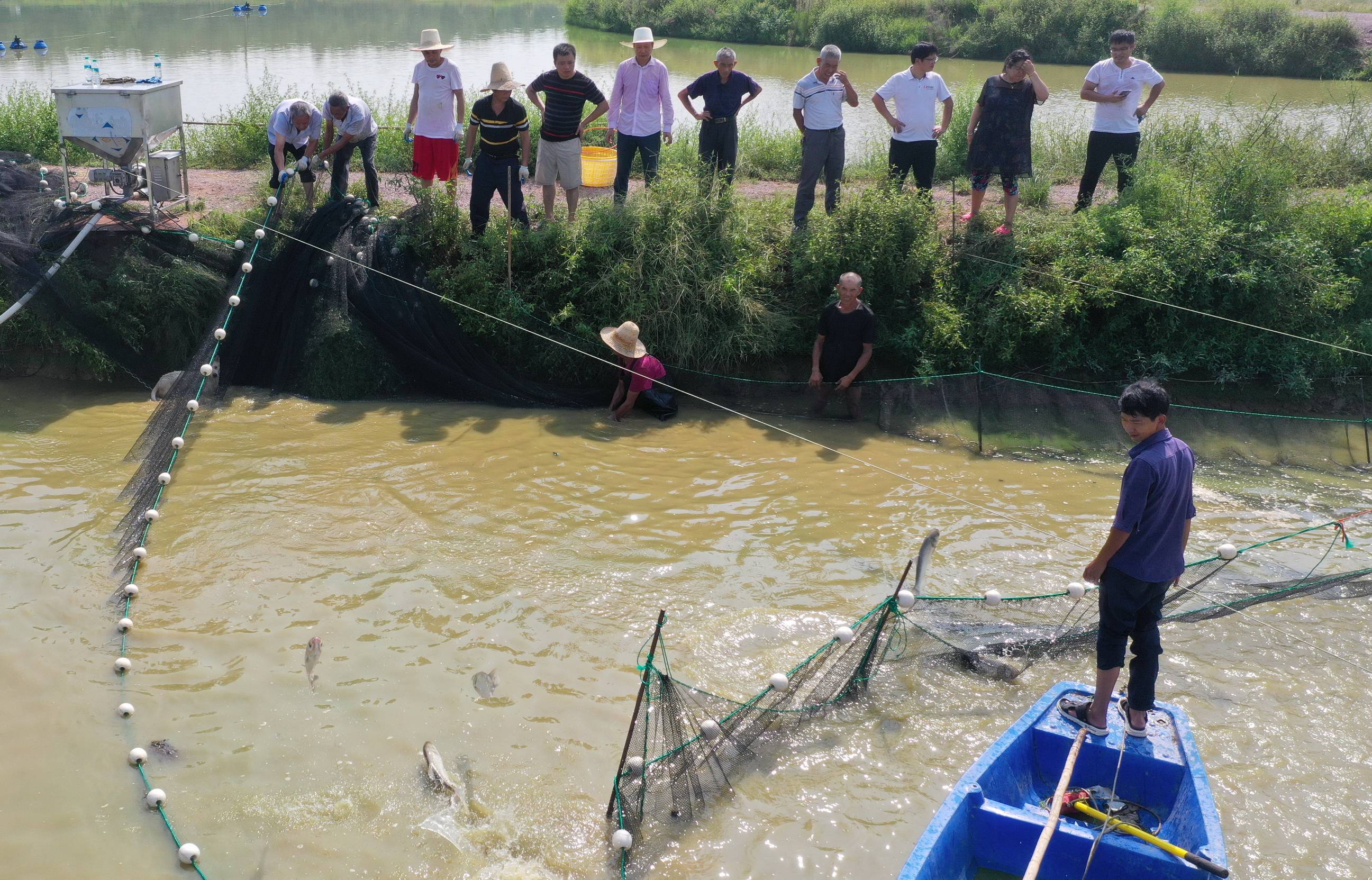 江西金溪浒湾:乡村振兴产业先行 黄颡鱼托起强村富民梦(组图)_养殖