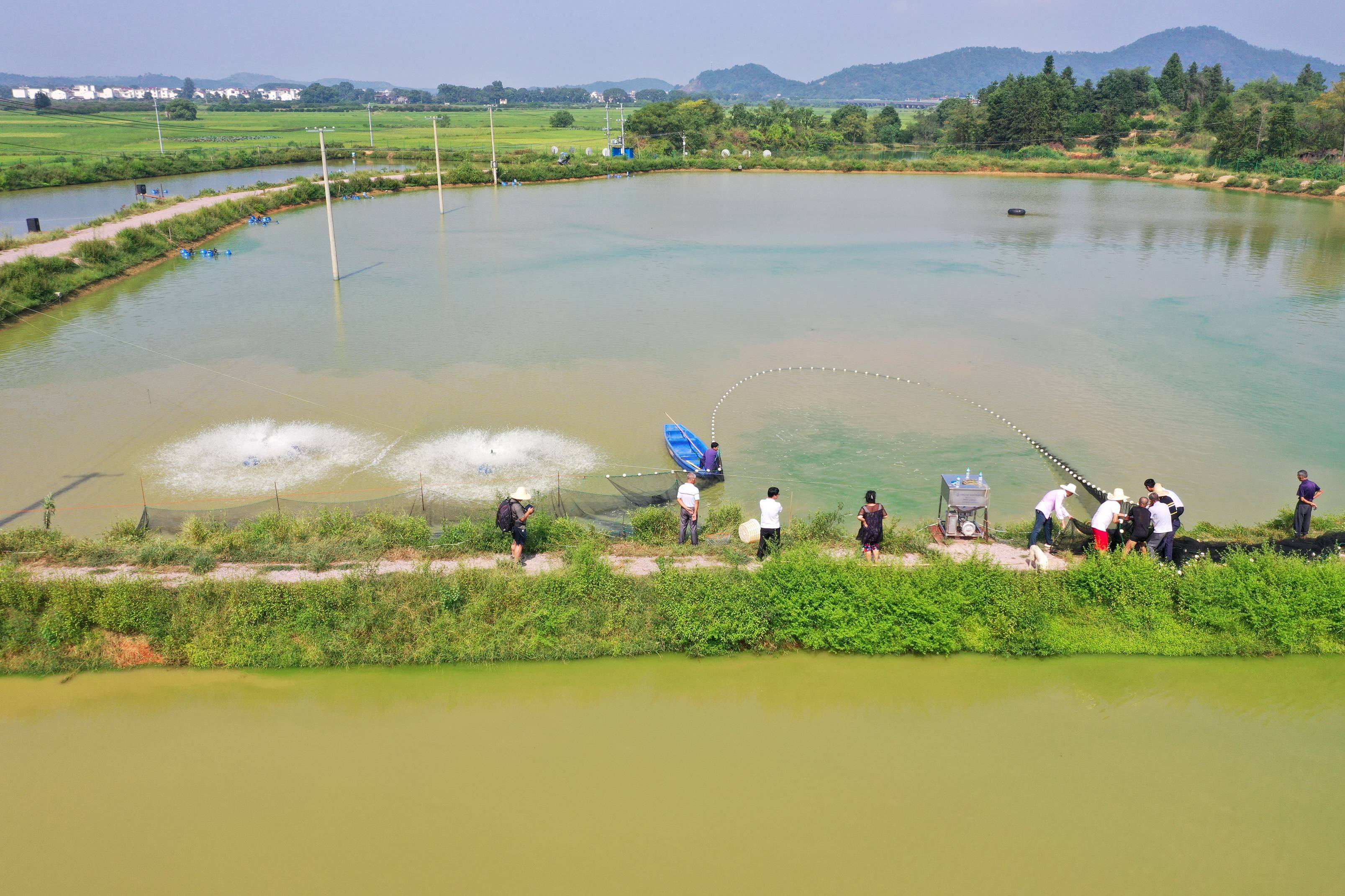 江西省抚州市金溪县浒湾镇洛城村村集体经济黄颡鱼养殖基地,村民们在