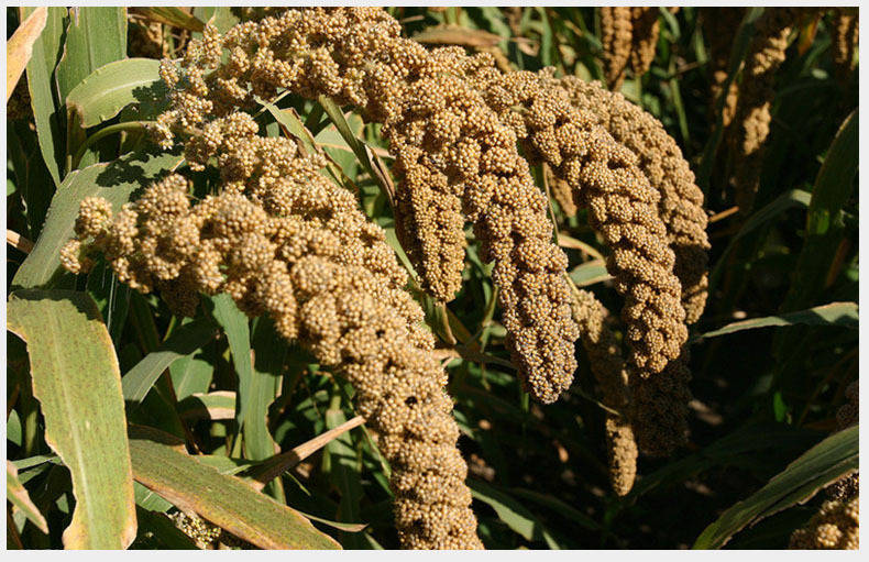 谷子是一年生草本植物.须根粗大.秆粗壮,直立,高0.1-1米或更高.