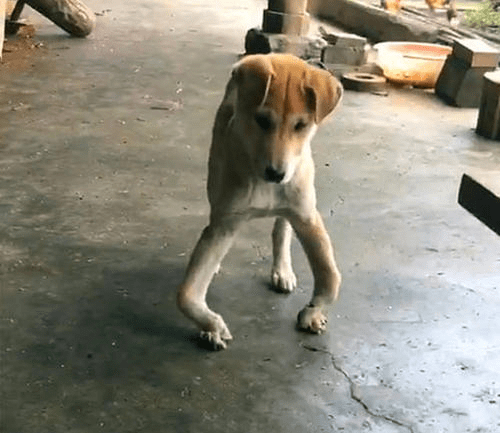 狗子后肢无力,拖着地走,不会就这么瘫痪了吧!_狗狗