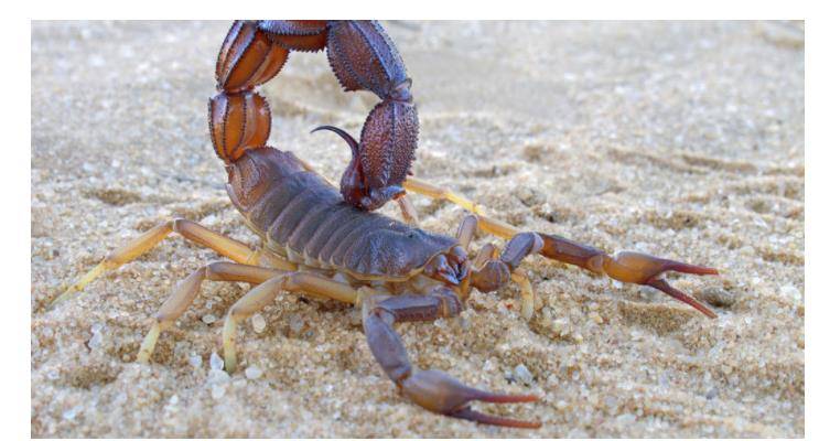 儿童蜘蛛和蝎子咬伤