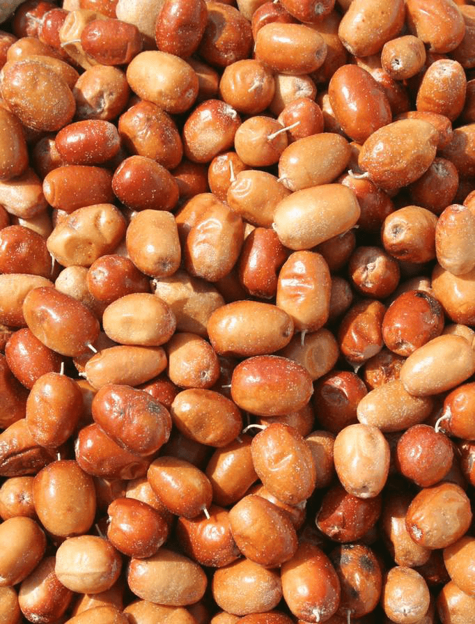 一种生命力顽强的沙漠树种沙枣植物非试管高效快繁技术快繁沙枣