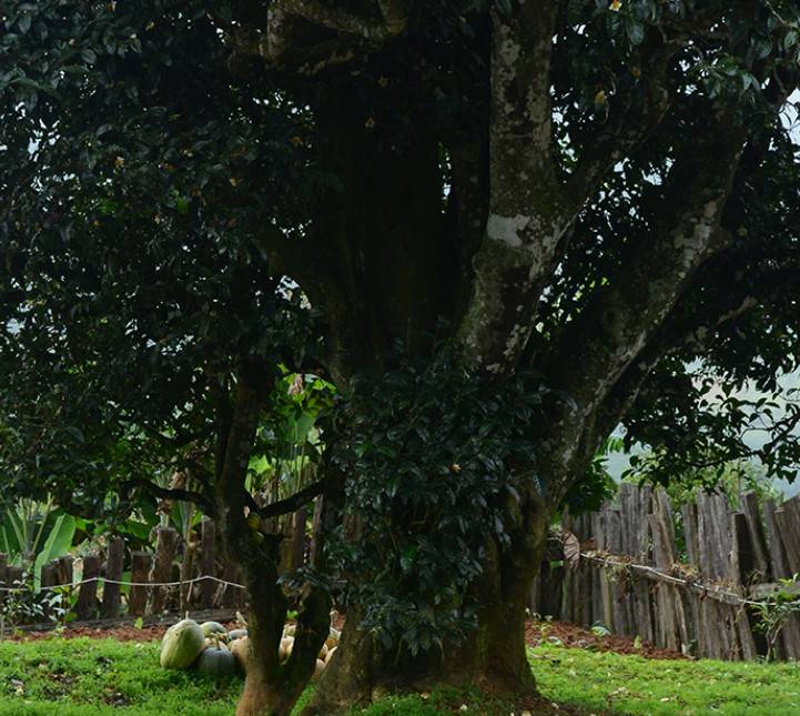 临沧古树茶分布排名