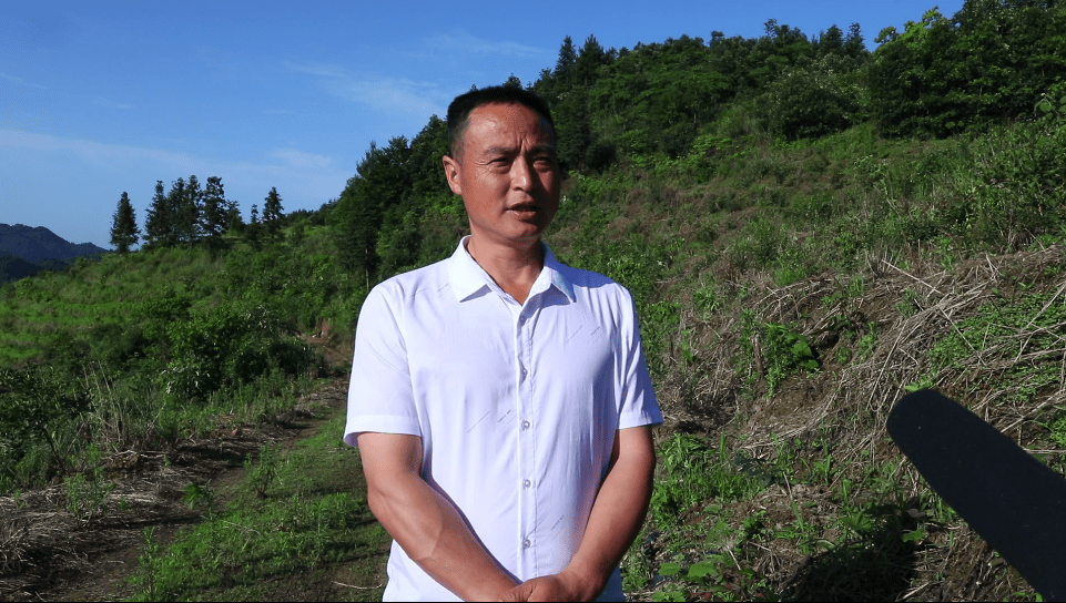 北士力|持续引进高产油茶栽培技术