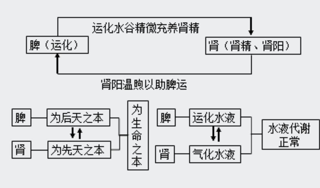 人体水液代谢全过程图图片