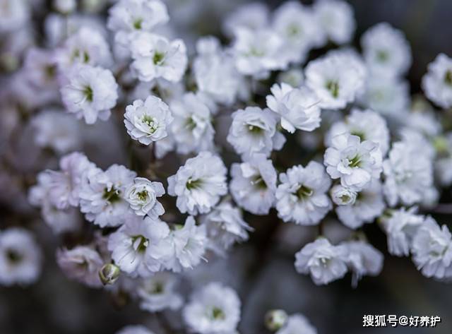 满天星只在初夏开花 用这个方法调控花期 四季看花 栽培