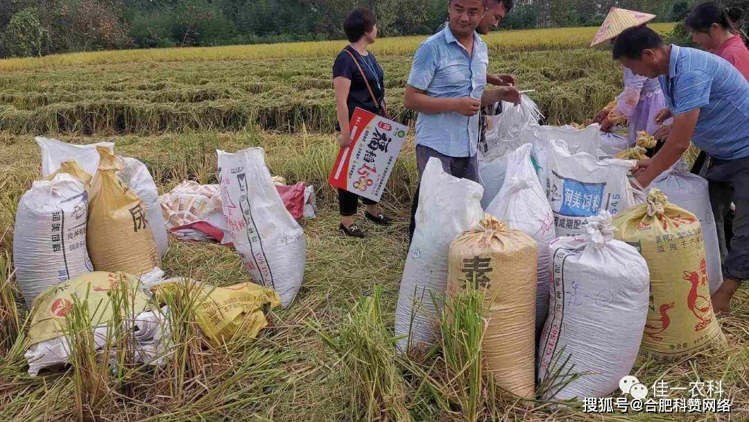 高产高抗性稻种佳一福稻1588实地测产劲爆出炉优质籼型杂交稻