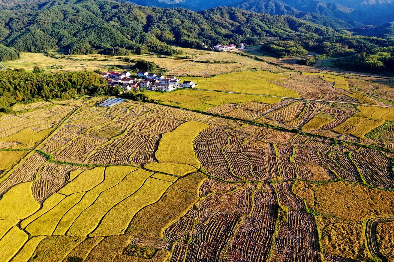 大型收割机留下的一条条辙印,线条流畅,形态各异,宛如大地"指纹",令人