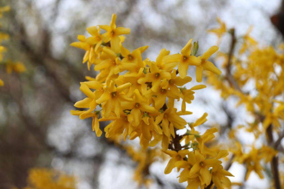 园林绿化植物中的奇葩植物非试管高效快繁技术快繁美国金钟连翘