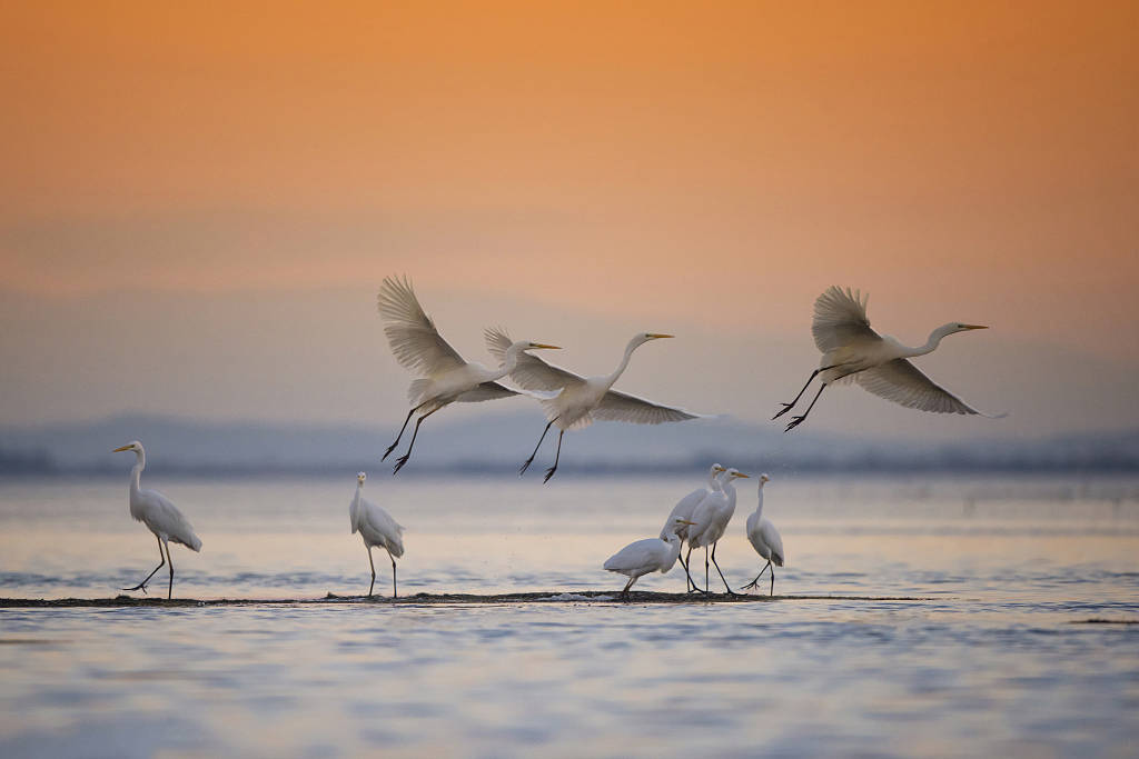 《白鹭》试讲教案及备课思路