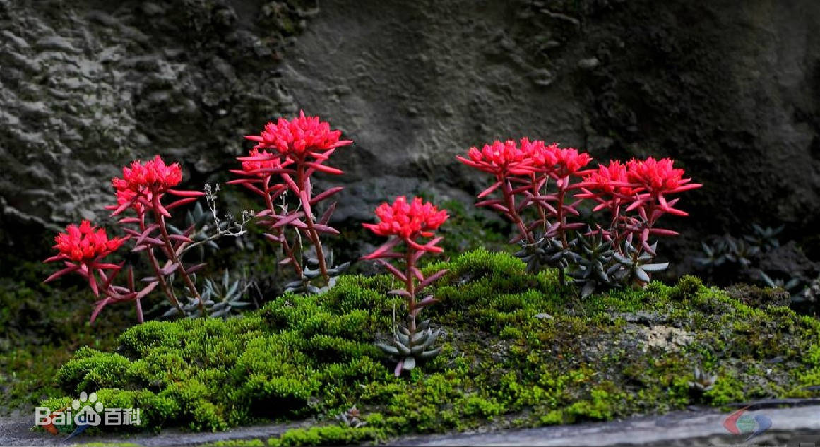 东北红景天植物图片图片