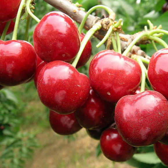 罗亚明樱桃品种如何南方种植的品种罗亚明车厘子樱桃树苗