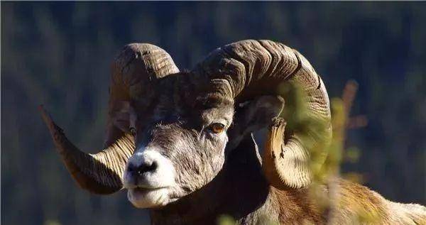 羊年出世的人具备较强的新鲜感,颇具智慧型,男羊儒雅绅士,女羊雅致