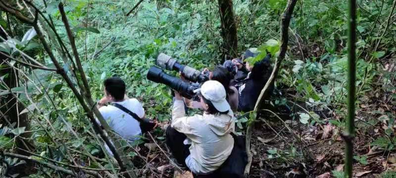 COP15全媒体主题采访 ▏ 探秘高黎贡之：寻“猿”“猴”、觅球兰