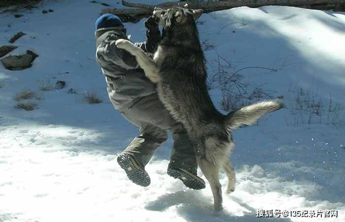 国家地理野生动物纪录片《猎人猎物 狼开杀戒》全1集