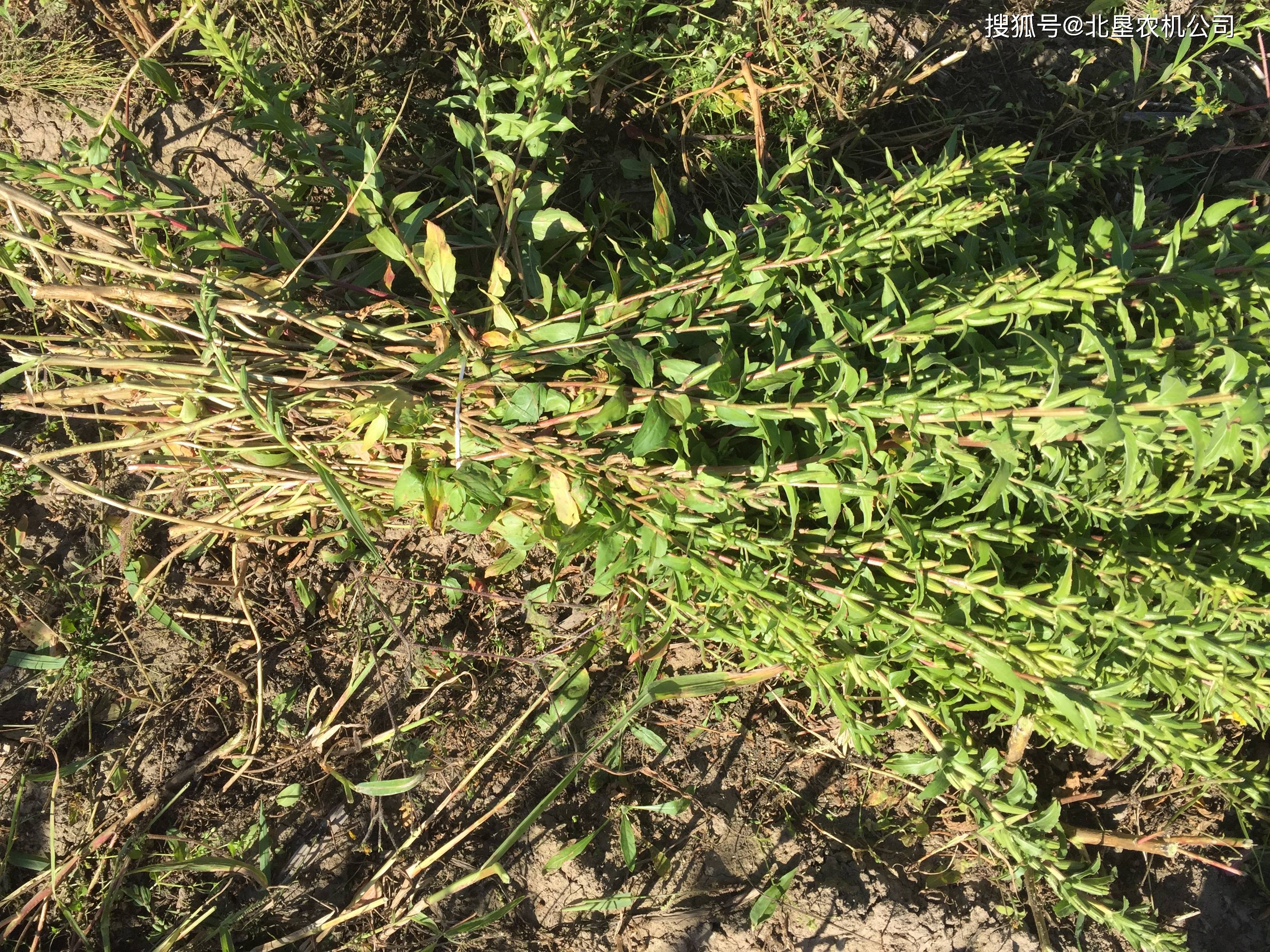 意大利山芝麻割捆機圓滿完成收穫任務