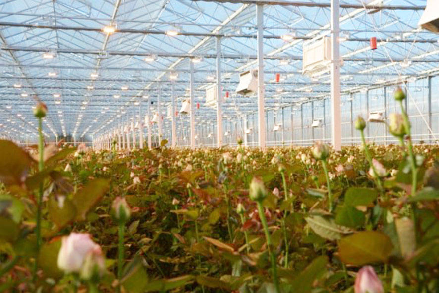 种植一年生花卉的完整指南 植物