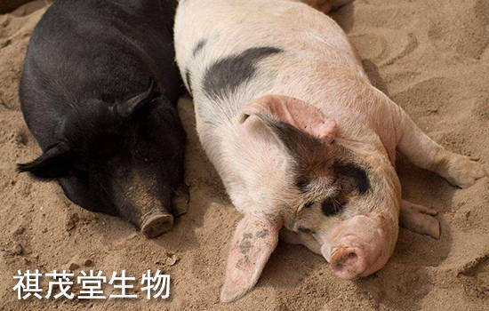 气喘病|猪气喘病,猪喘气病,猪支原体肺炎的症状原因？治疗猪气喘病猪支原体肺炎的药