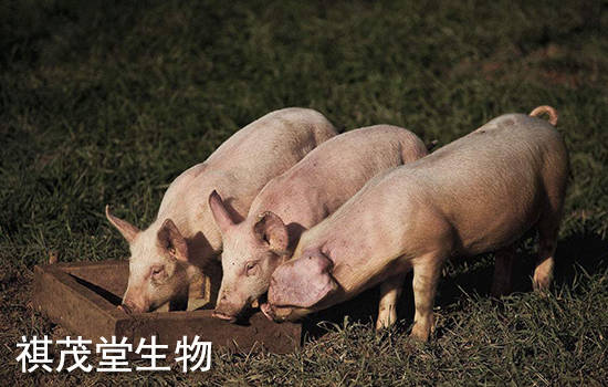 气喘病|猪气喘病,猪喘气病,猪支原体肺炎的症状原因？治疗猪气喘病猪支原体肺炎的药