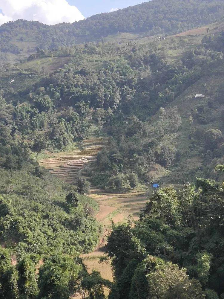 茶园|【普洱茶山行】云南西双版纳南糯山古茶山寻茶记一一拔玛寨