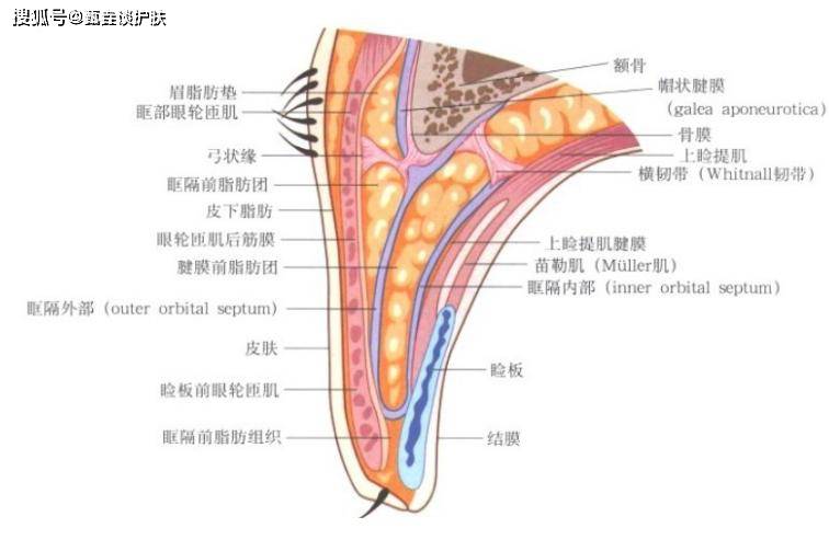 产品“上眼皮”要不要涂眼霜？