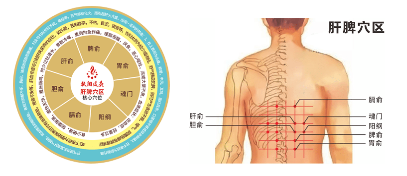 肝脾穴区心肺穴区2,百会穴区功效:平心静气,健脑安神百会穴区3,涌泉穴