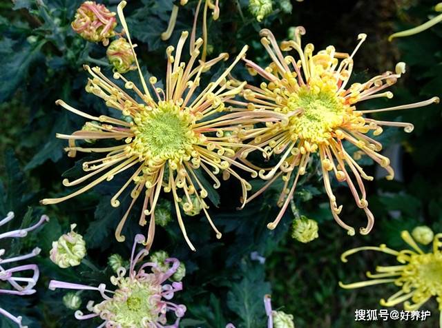 科普 菊花的五类花瓣和30个基本花型 舌状花