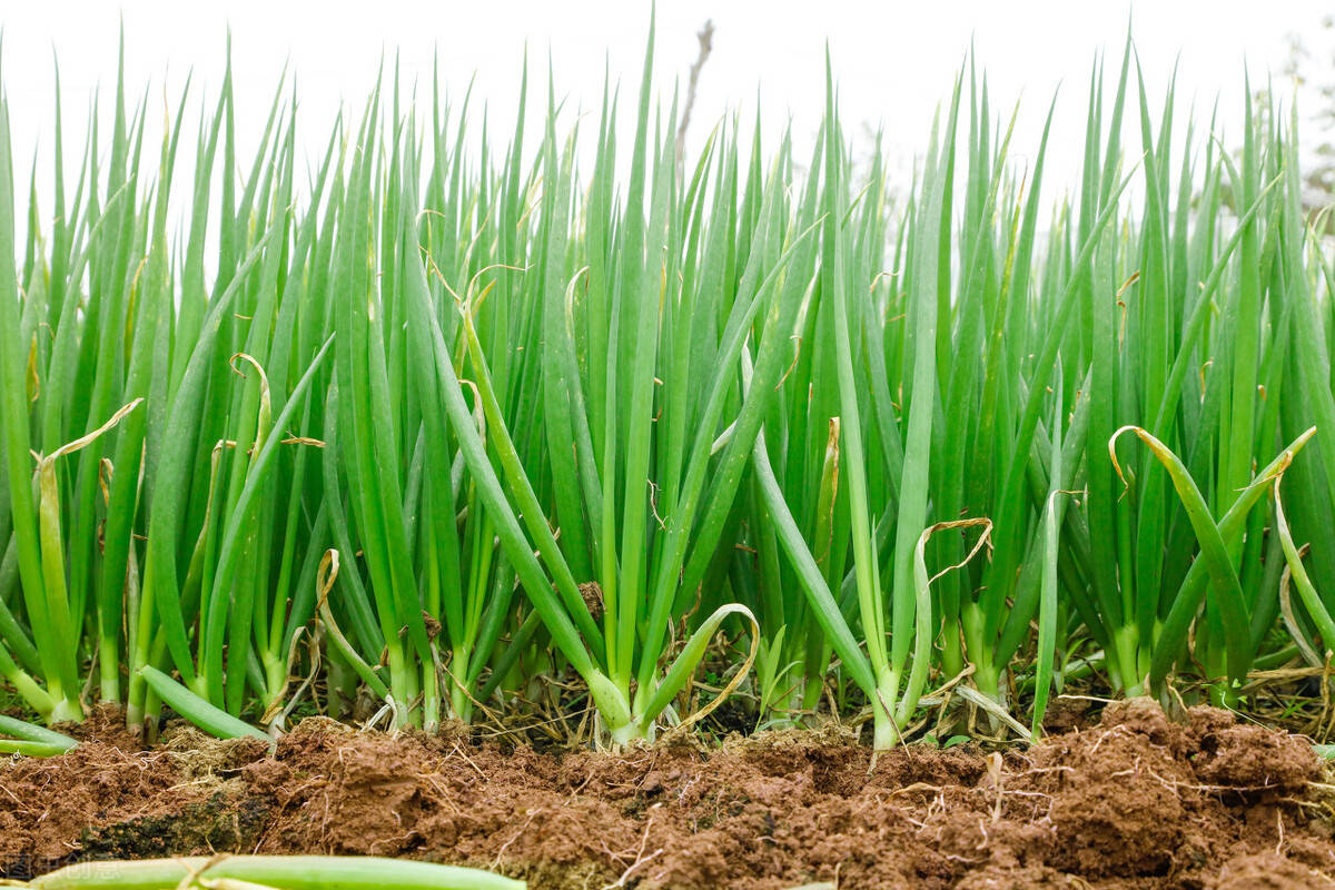 收获期大葱的保存技巧你知道多少