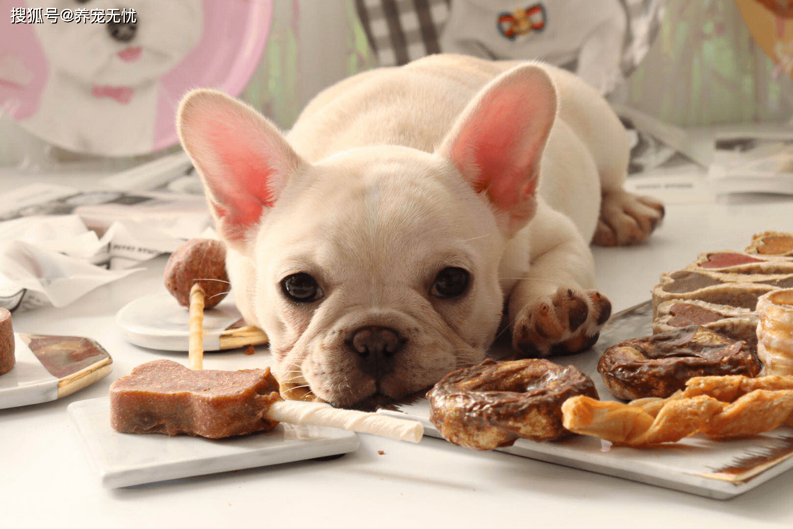 怎样喂小狗吃饭狗狗用餐的训练方法